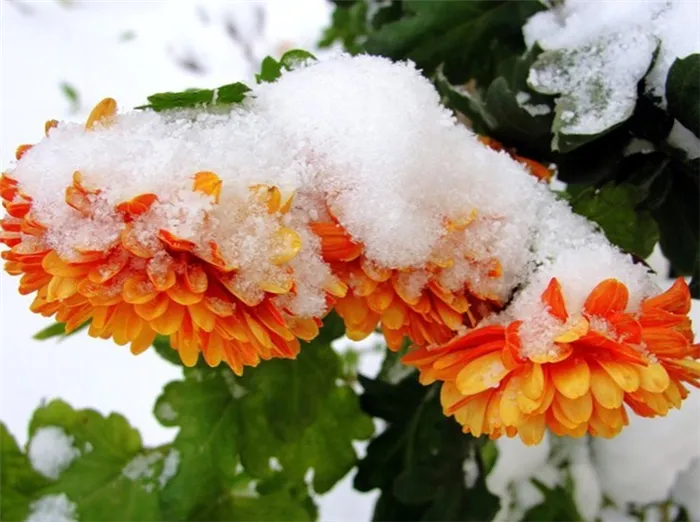 Как подготовить хризантему к зиме