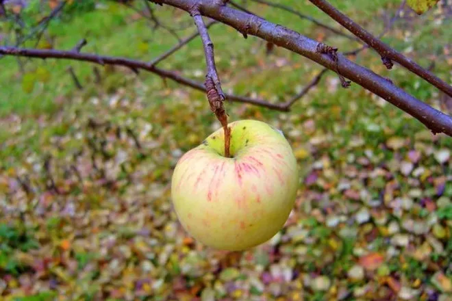 Яблоко на ветке