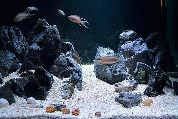 Биотопный аквариум