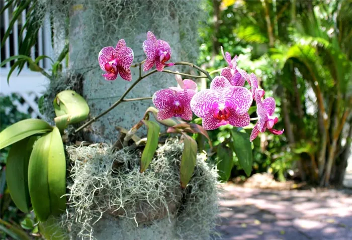 chem-otlichaetsya-tsvetok-orhideya-ot-falenopsisa-opisanie-i-foto-orhideya-v-prirode-tropicheskoe-pletetsya