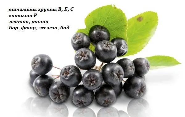 Арония-черноплодная-ягода-Описание-особенности-сорта-и-выращивание-аронии-9