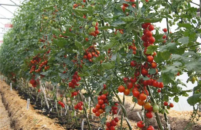 индетерминантные томаты
