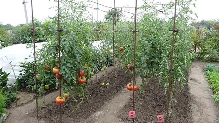 высокоурожайные томаты