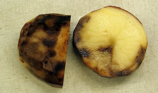 Фитофтороз на клубнях картофеля