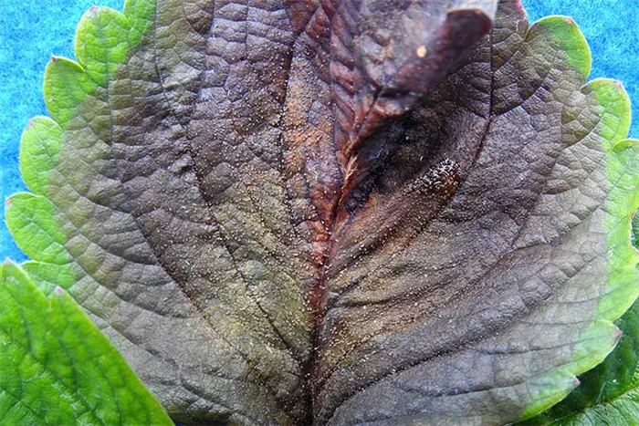 Симпотомы фитофтороза на листе клубники