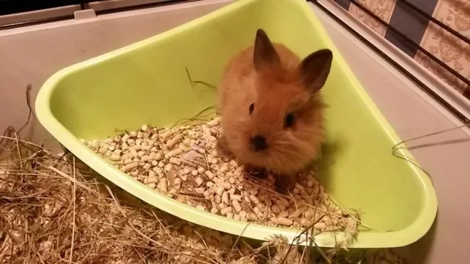 Кролик в горшке