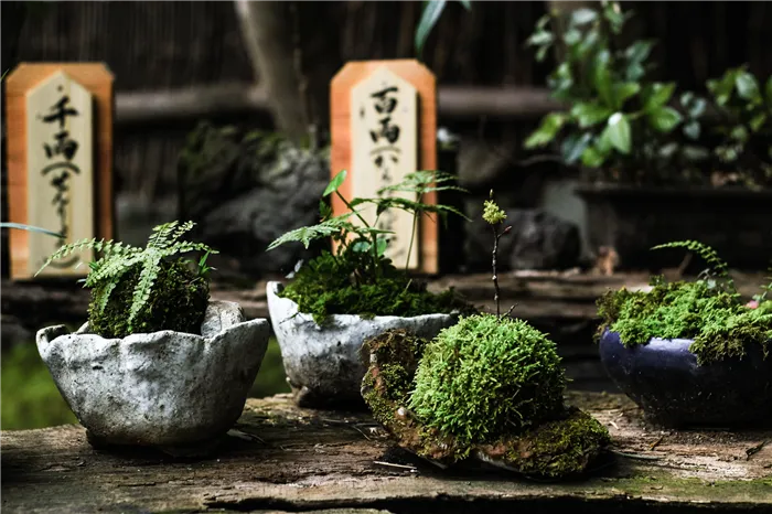Японцы применяют принцип помещения большого в малом - карликовые растения заменяют большие кусты и деревья, а миниатюрные водоемы и композиции из камней символизируют озера и скалы