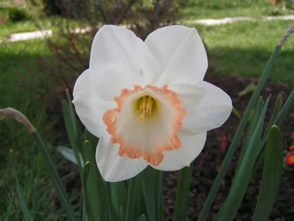 Нарцисс крупнокорончатый Spring Pride. Фото Татьяны Сладковой