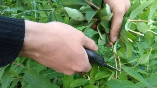 Как посадить жимолость черенками. Размножаем жимолость черенками — самый простой способ!