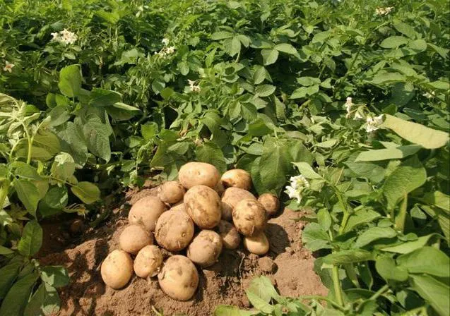 сколько килограмм картошки в ведре 10 литров