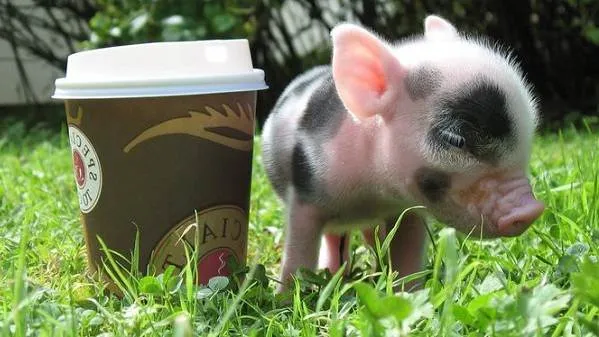 Мини-пиги-свинья-Особенности-уход-и-цена-мини-пиги-4
