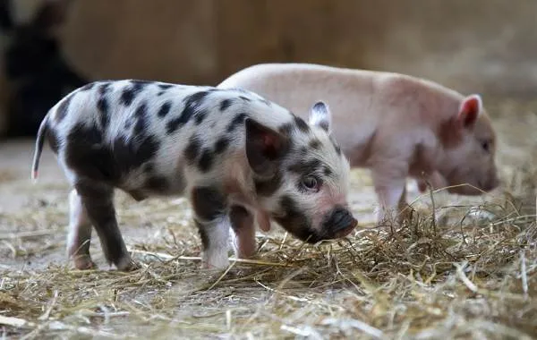 Мини-пиги-свинья-Особенности-уход-и-цена-мини-пиги-9