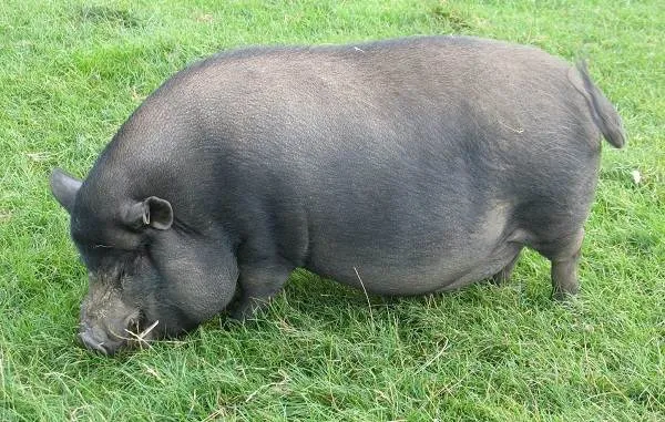 Мини-пиги-свинья-Особенности-уход-и-цена-мини-пиги-8