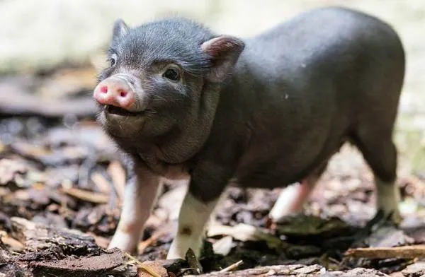 Мини-пиги-свинья-Особенности-уход-и-цена-мини-пиги-7
