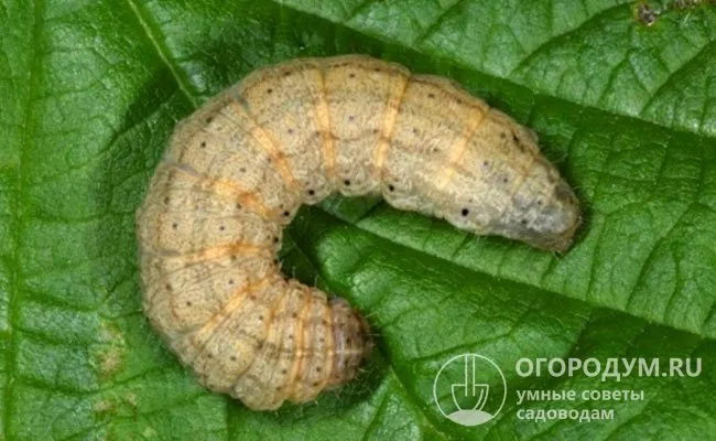К числу основных вредителей крокусов относятся гусеницы бабочек-совок (на фото), которые съедают корни и проделывают дыры в луковицах
