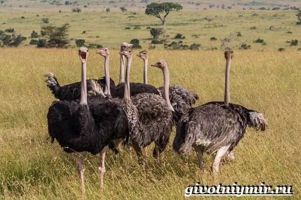 Африканский-страус-Образ-жизни-и-среда-обитания-африканского-страуса-4