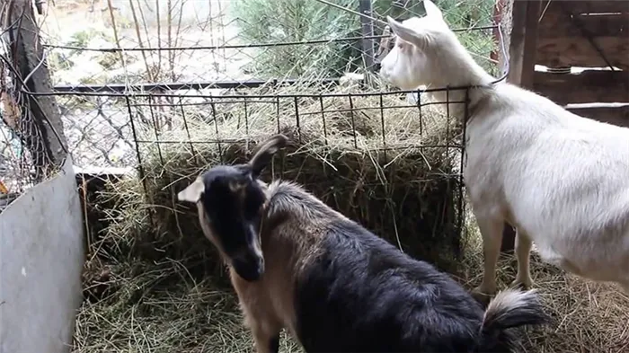 кормление беременных коз зимой