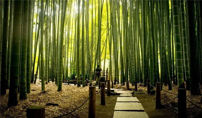 Китайский национальный парк «Океан бамбука»,