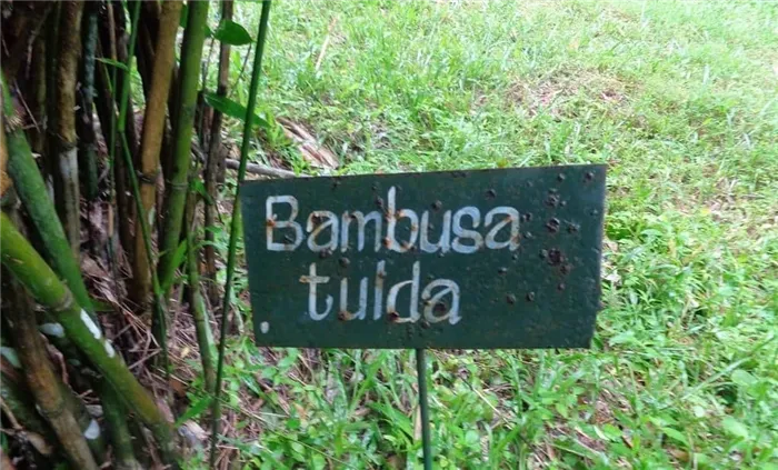 Bambusa tulda на полуострове Индокитай