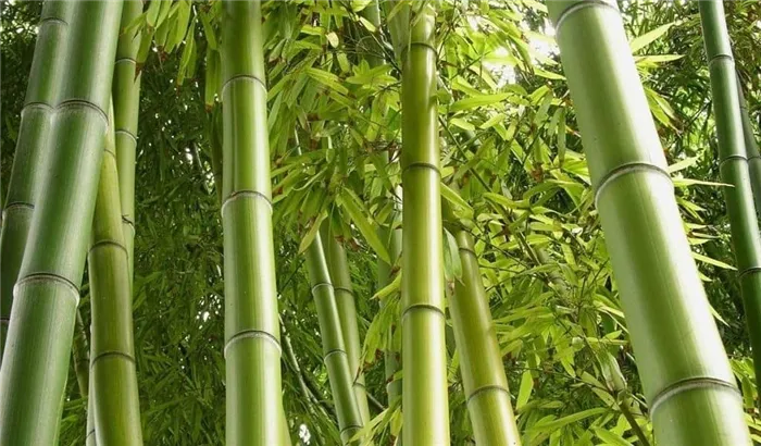 Бамбуковые рощи в Австралии