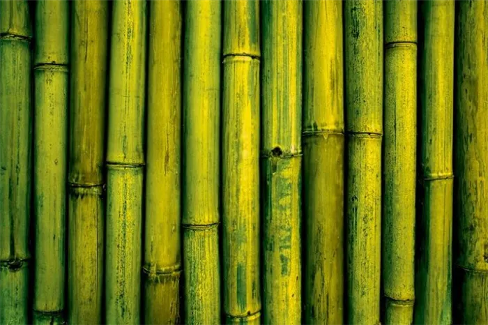 (+7 фото) Как быстро растет бамбук?