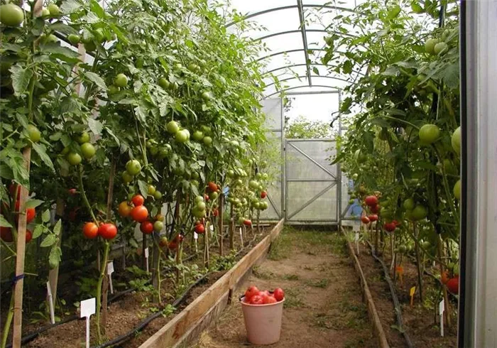 Выращивание томатов в теплице 3х6 метров