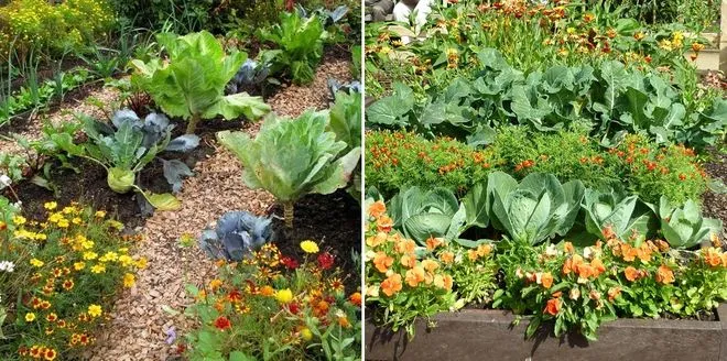 Совместные посадки цветов и овощей
