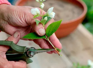 Зачем формировать крону жасмина? Как правильно обрезать растение?
