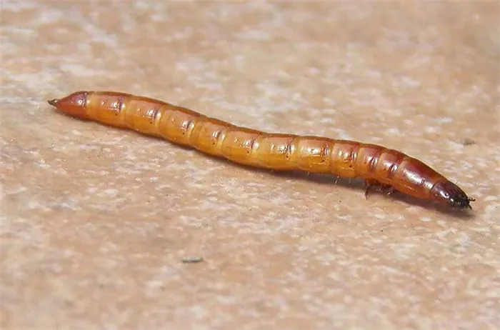 Проволочник - личинка жука щелкуна