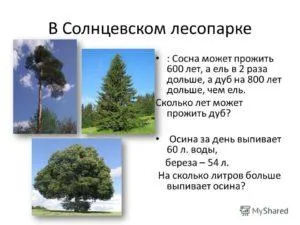 Сколько в среднем живет сосна и от чего зависит продолжительность жизни дерева