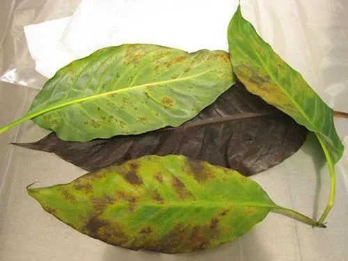 На листьях растения обнаружены вредители