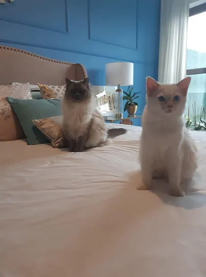 Котики бежевая кровать синяя стена