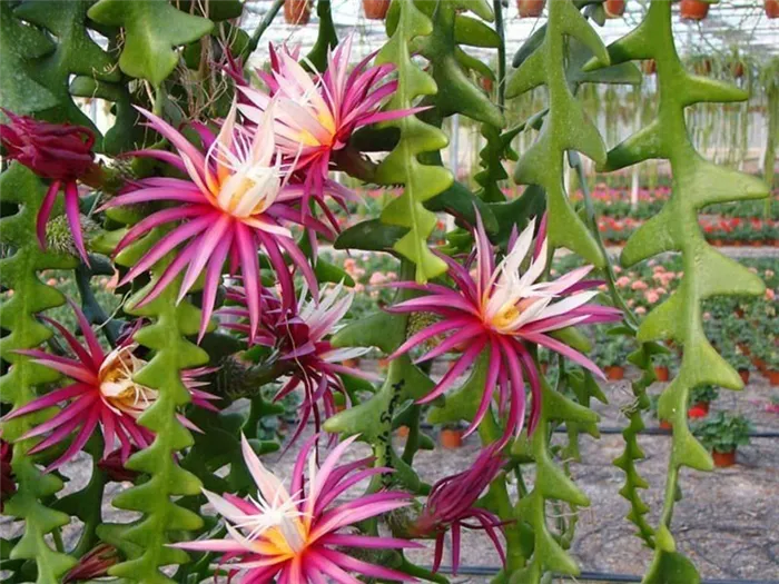 один из видов цветущих кактусов