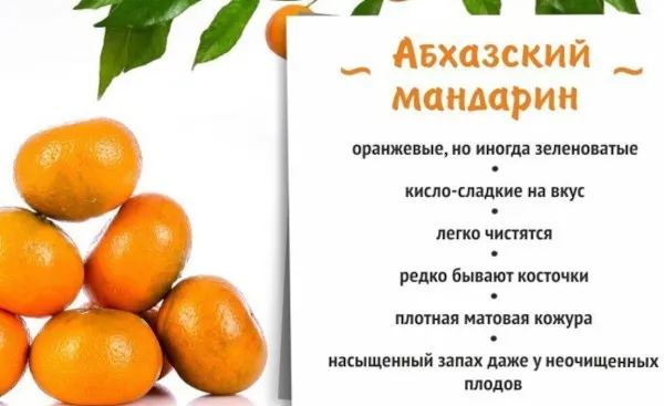 Абхазские мандарины. Как отличить, когда созревают, где растут