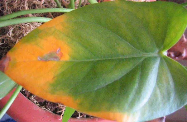 антуриум болезни листьев