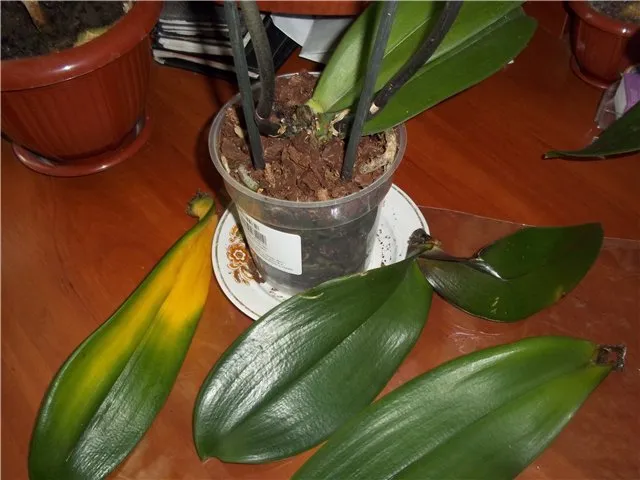 Опадание листьев комнатной орхидеи при загнивании корневой системы