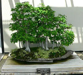 Carpinus laxiflora bonsai.jpg