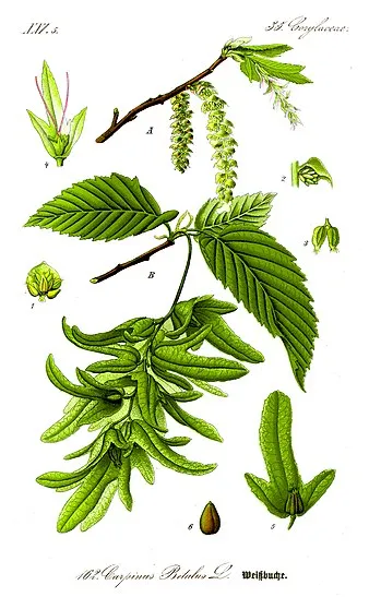Illustration Carpinus betulus 1.jpg