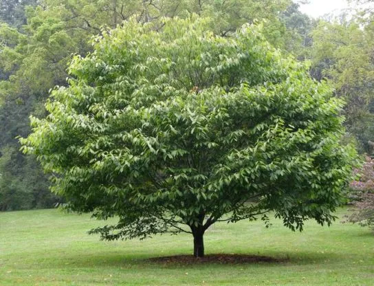 Дерево граб - фото 5