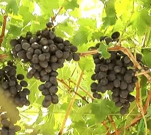 Виноград без косточек: 15 самых лучших сортов кишмиша с фото
