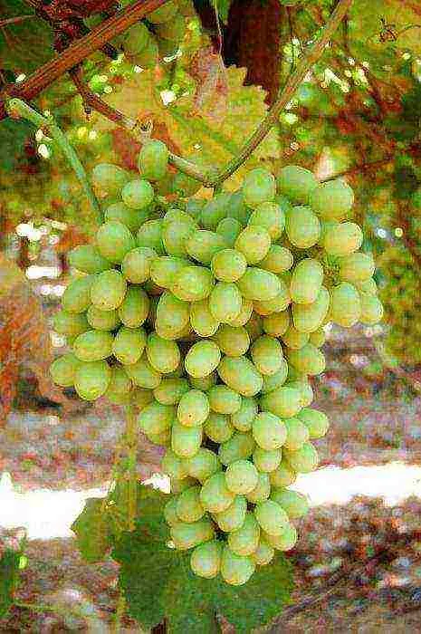 лучшие сорта бессемянного винограда