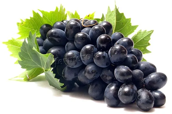Черный виноград без косточек