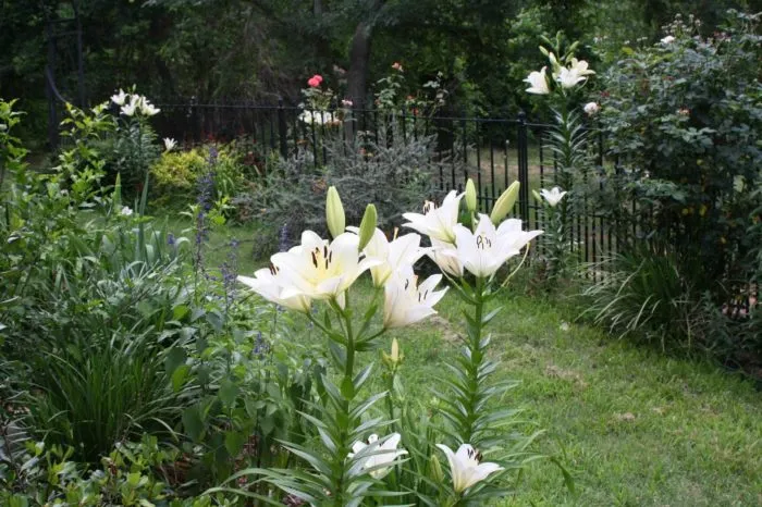 Белые лилии в саду