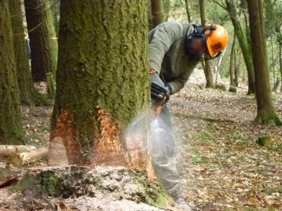Спиливание большого дерева