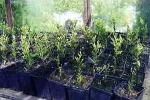 Размножение вечнозеленых растений