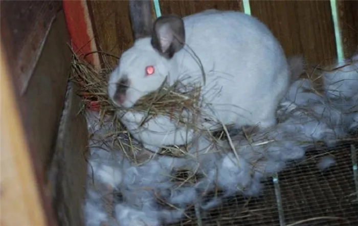 Крольчиха делает гнездо