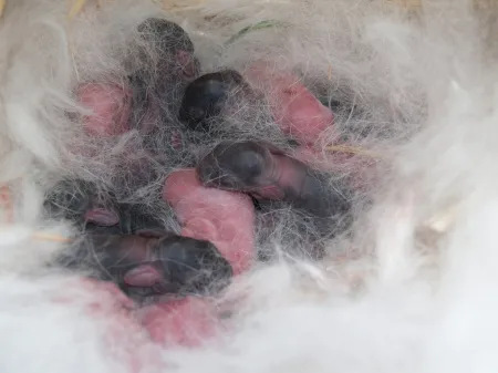 Новорожденные крольчата в пуховом гнезде
