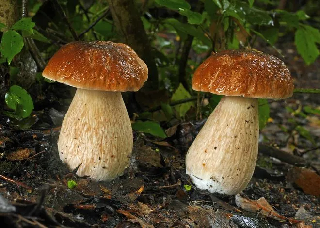Крупные белые грибы