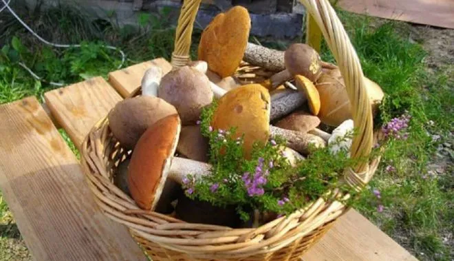 Урожай грибов в корзинке
