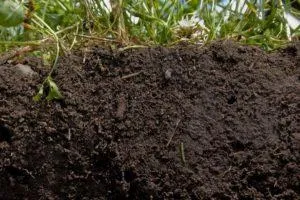 6 видов поглотительной способности почвы, что это такое и роль в плодородии